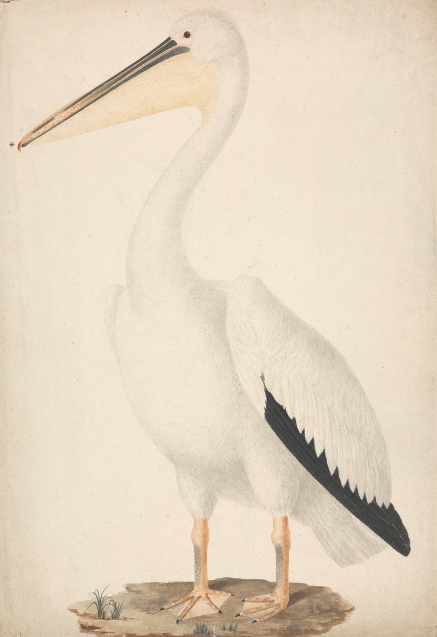 Great White Pelican by James Bruce