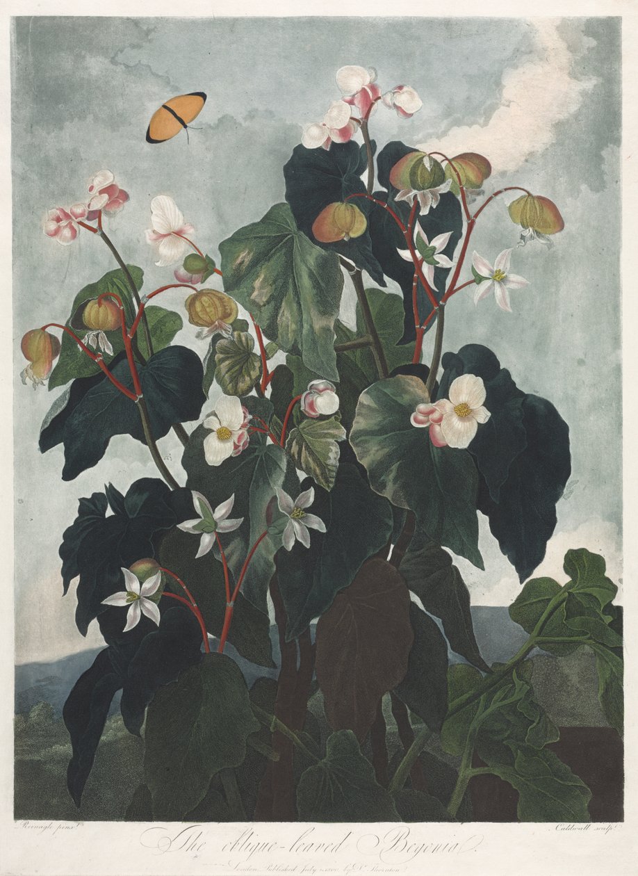 The Temple of Flora, or Garden of Nature: The Oblique-leaved Begonia by James Caldwall