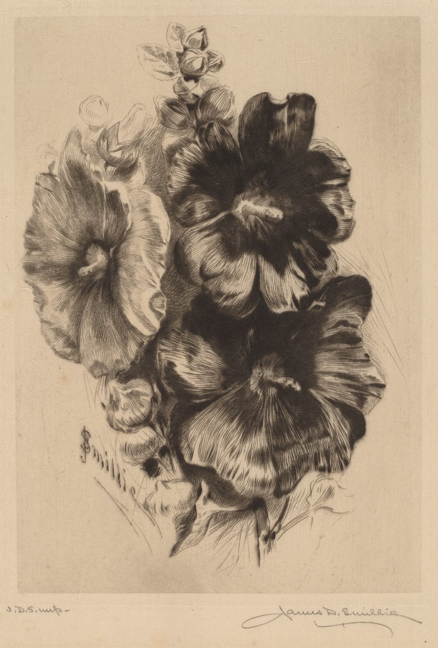 Dark Single Hollyhocks by James David Smillie