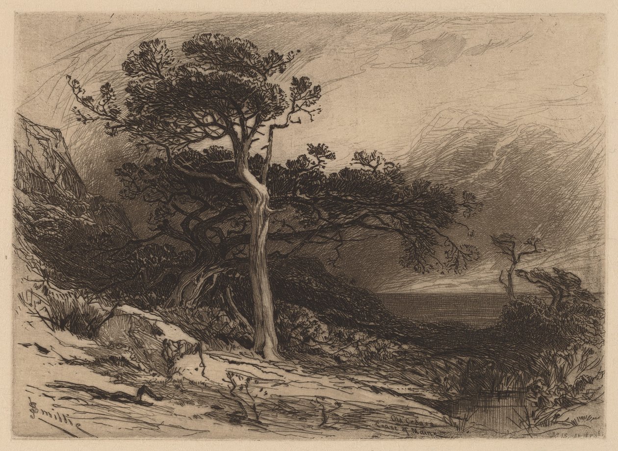 Old Cedars, Coast of Maine by James David Smillie