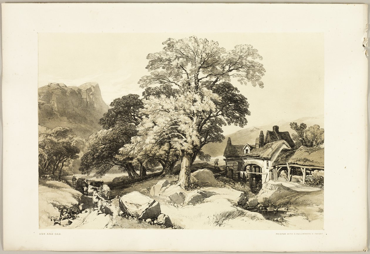 Ash and Oak, from The Park and the Forest by James Duffield Harding