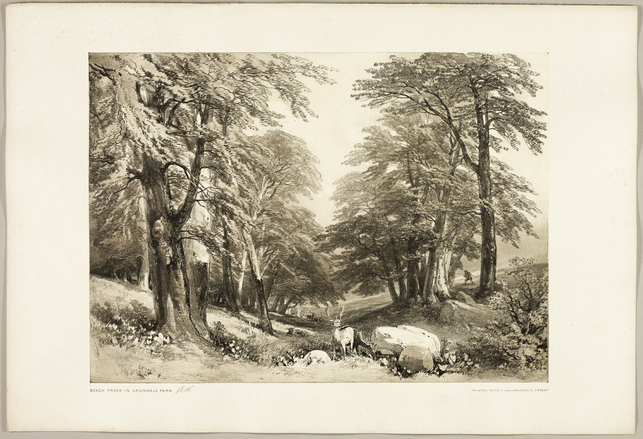Beech Trees in Arundale Park, from The Park and the Forest by James Duffield Harding
