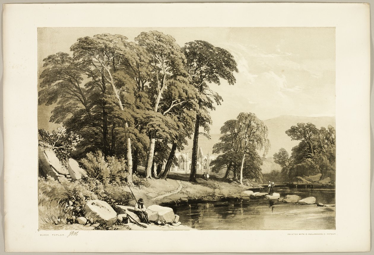 Black Poplar, from The Park and the Forest by James Duffield Harding