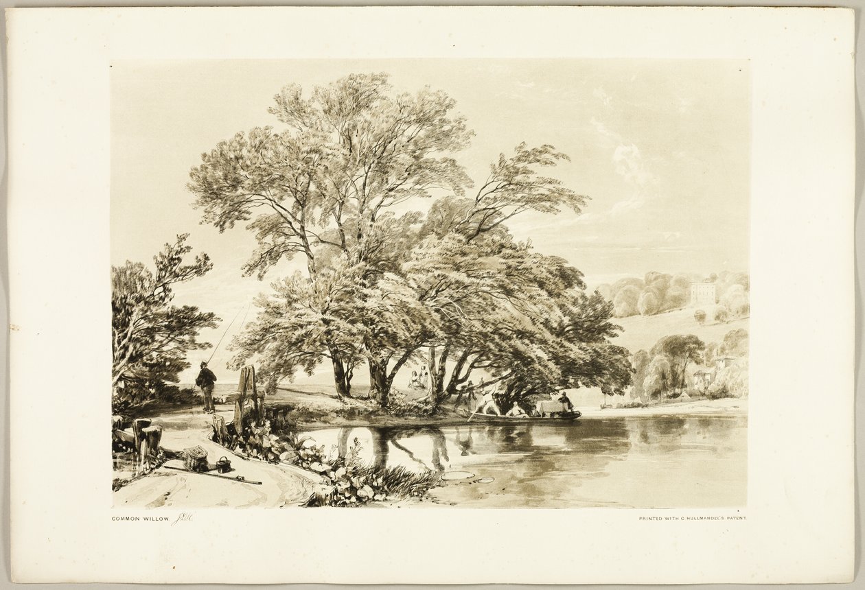 Common Willow, from The Park and the Forest by James Duffield Harding