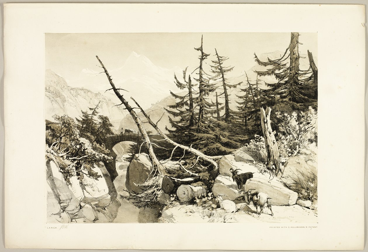 Larch, from The Park and the Forest by James Duffield Harding
