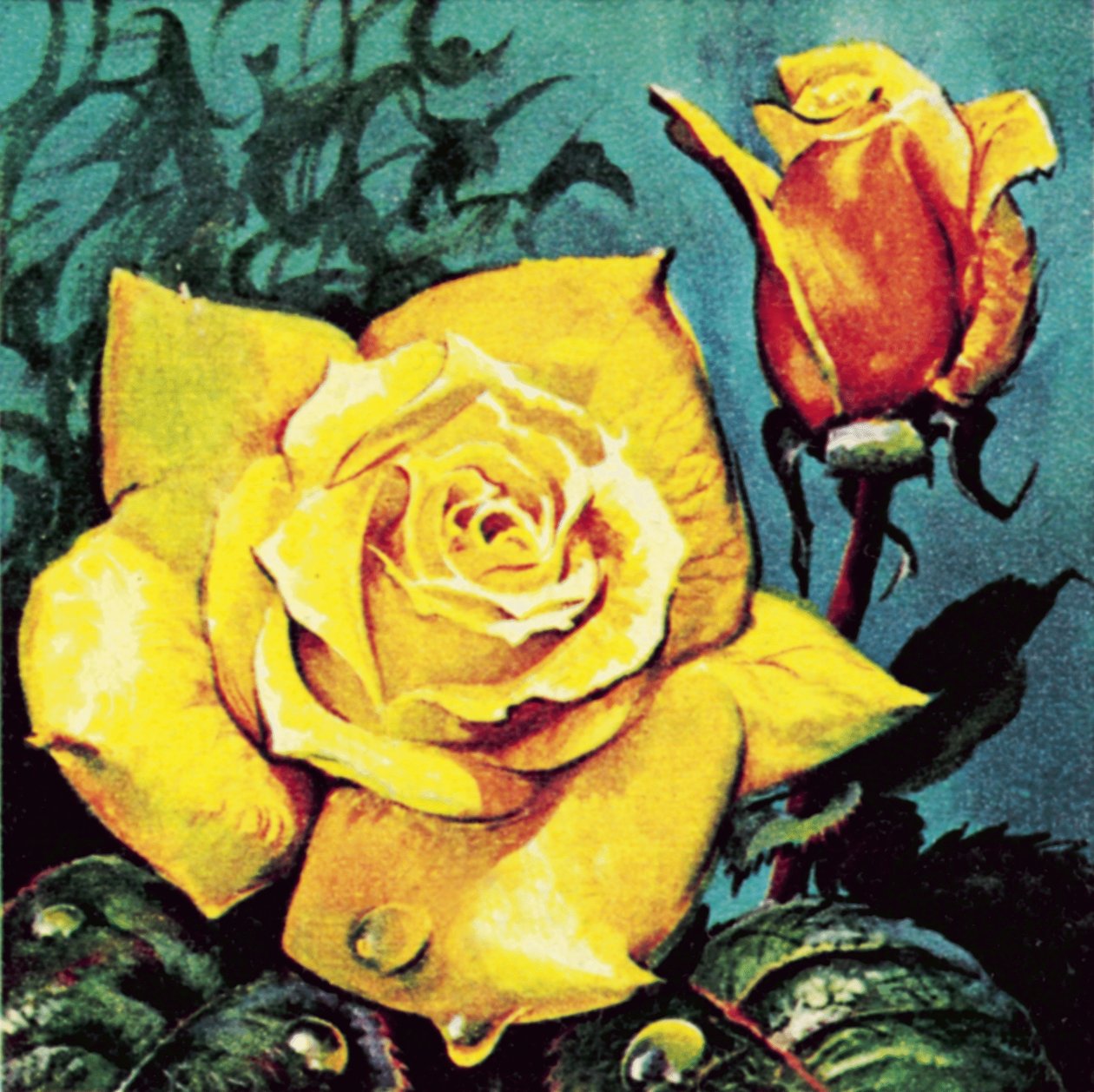 Rose with Dew by James Edwin McConnell