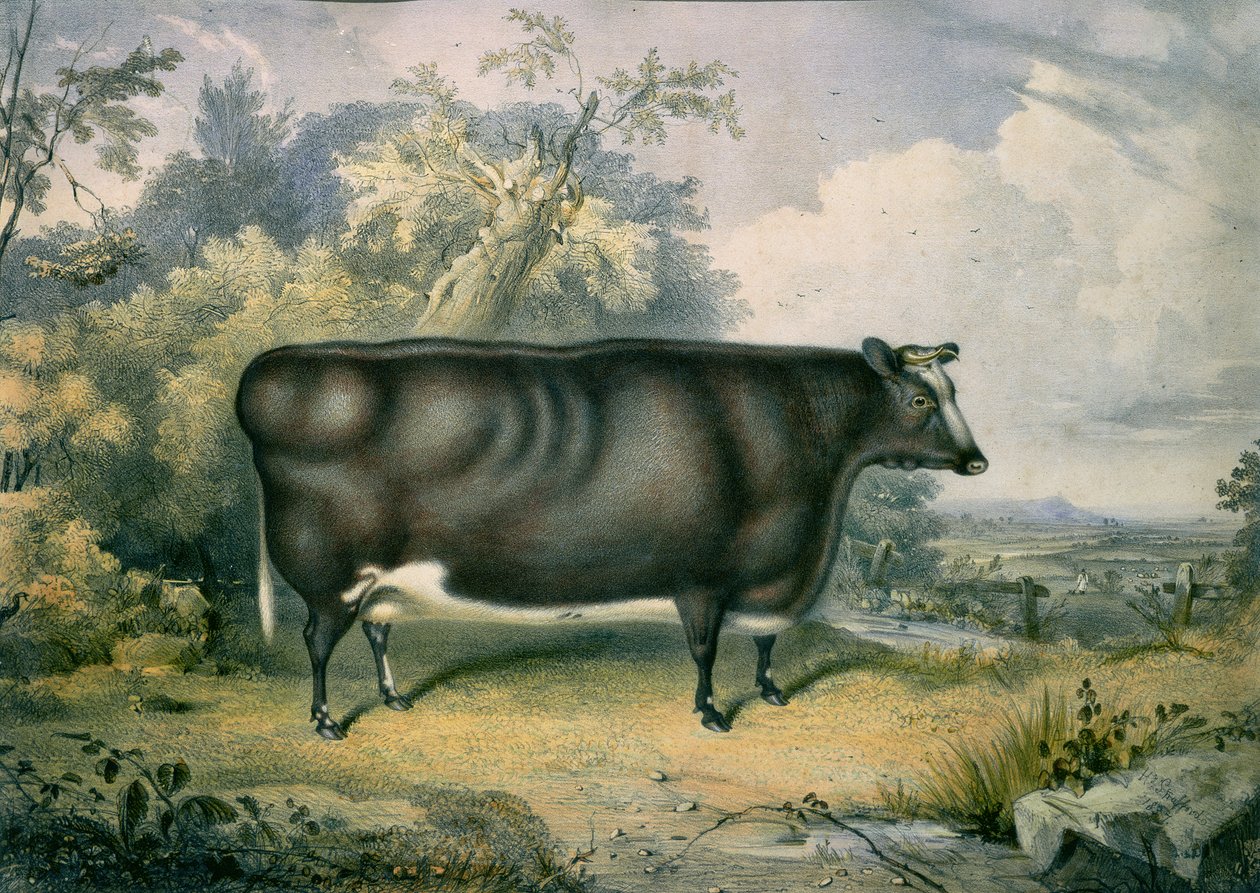 The Cottesmore Prize Heifer, after Henry Strafford, 1837 by James Giles