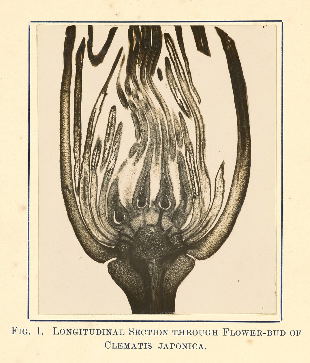 View of Clematis Japonica - Longitudinal Section by James Hornell