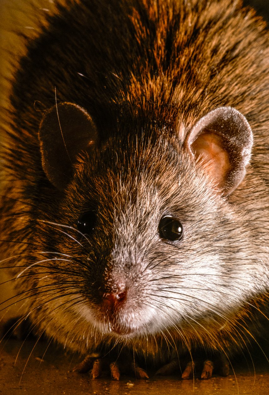 Close-ups of Common Brown Rats, Rattus Norvegicus by James L Stanfield