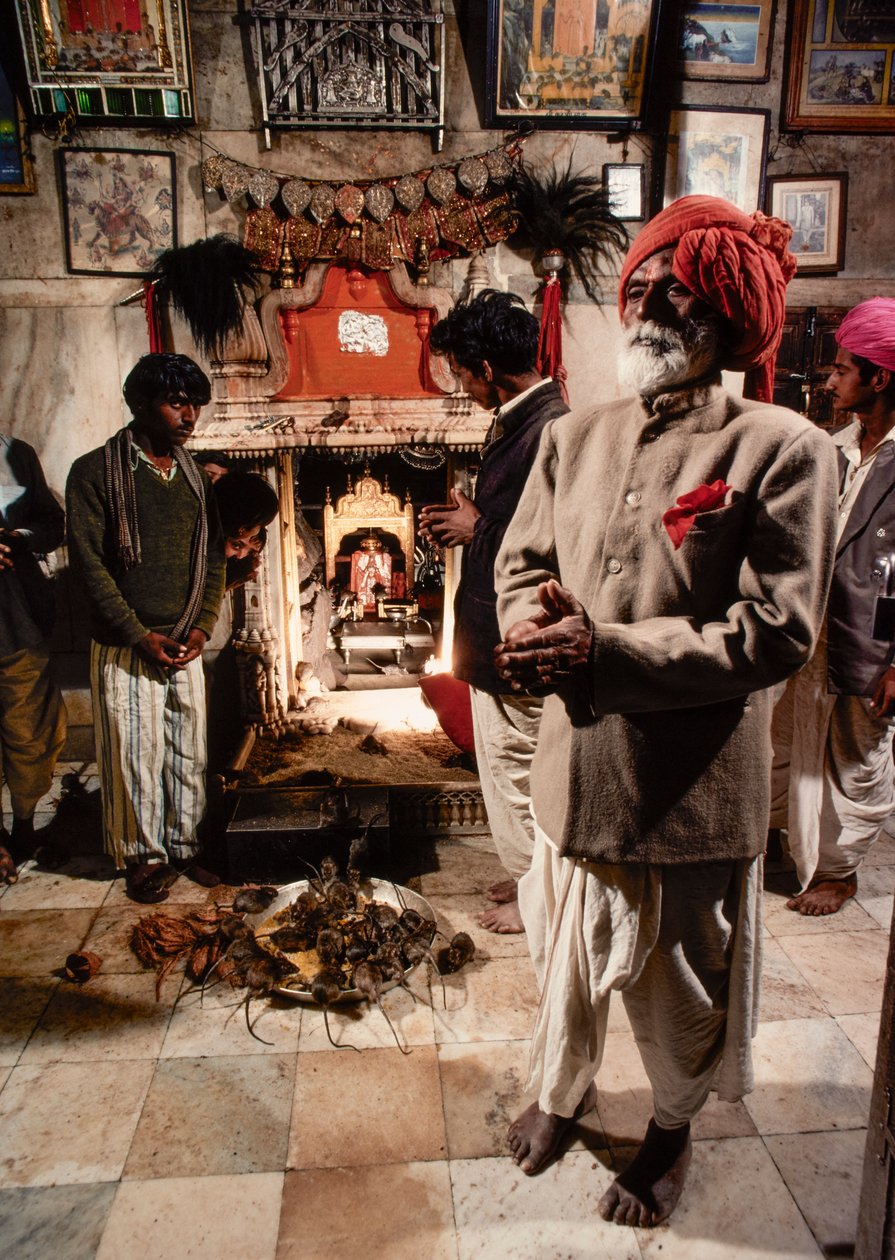 Sacred Rats Inhabit Karni Mata Temple to Hindu Goddess Bhagwati Karniji ...