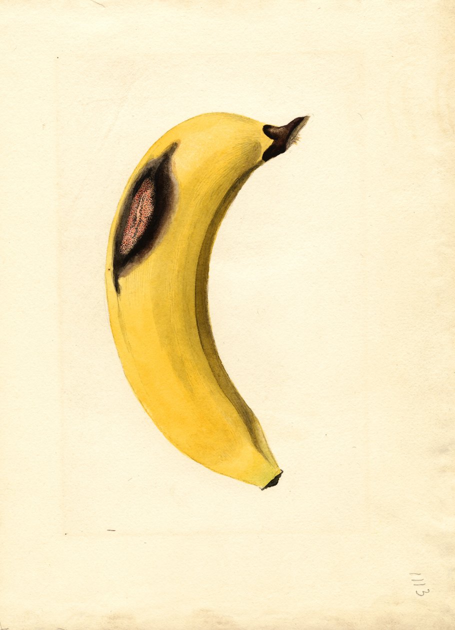 Banana (Musa) by James Marion Shull