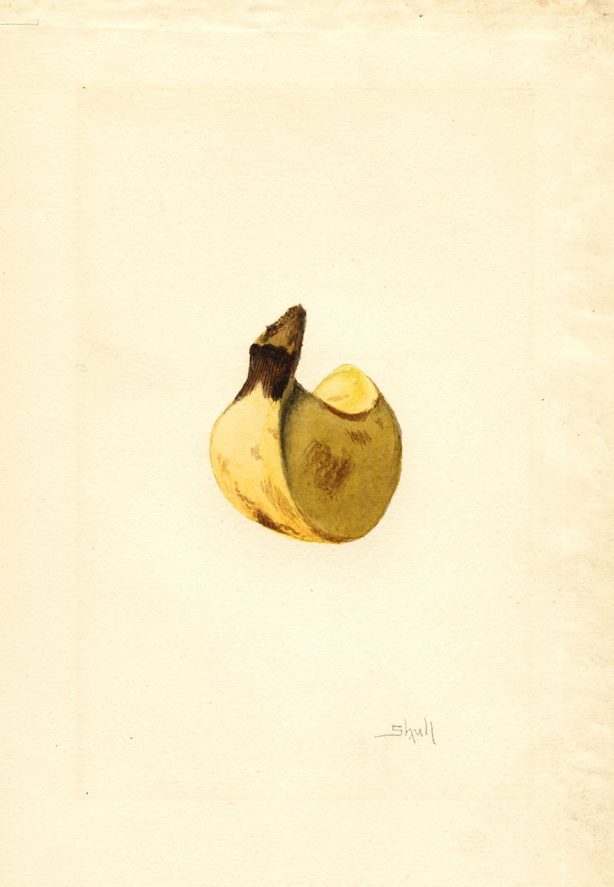 Banana (Musa) by James Marion Shull