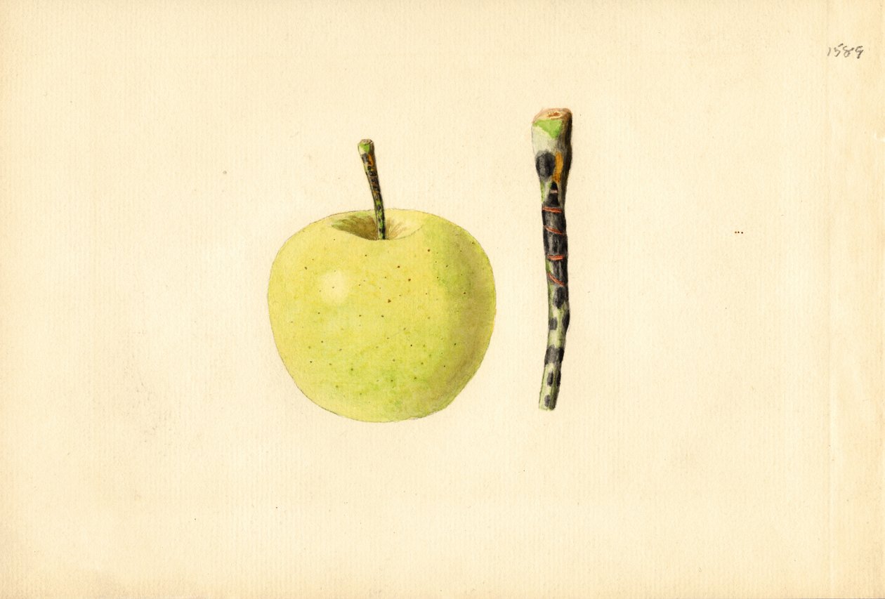 Golden Delicious Apple (Malus domestica) by James Marion Shull