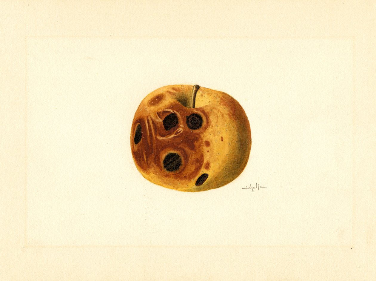 Grimes Apple (Malus domestica) by James Marion Shull