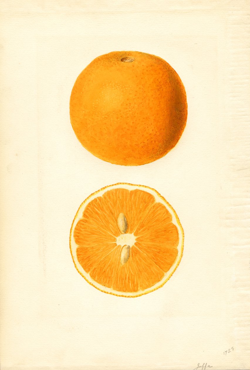 Jaffa Oranges (Citrus sinensis) by James Marion Shull