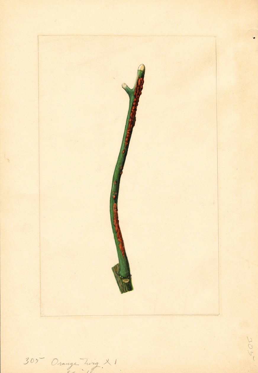 Orange tree twig (Citrus sinensis: Valencia) by James Marion Shull