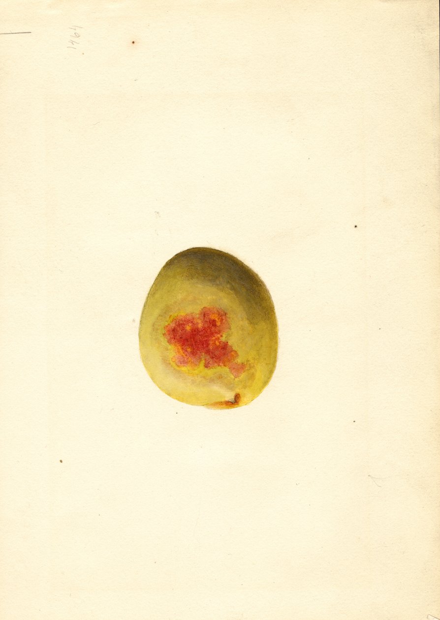 Peach (Prunus persica: Elberta) by James Marion Shull