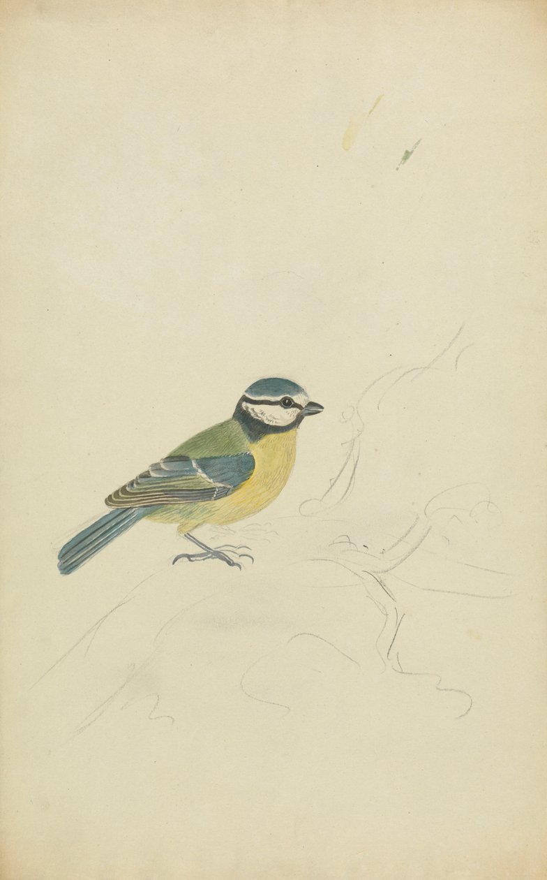 A Blue Tit by James Sowerby