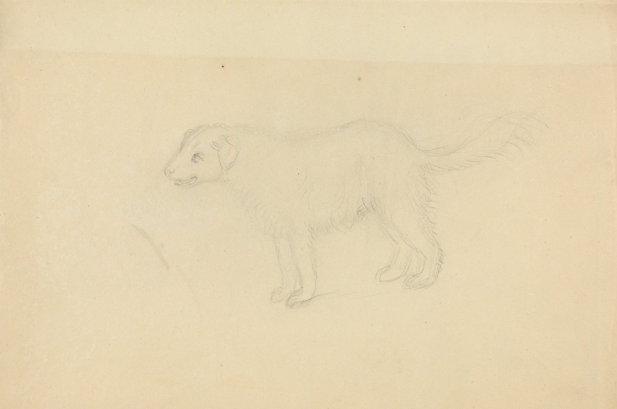A Dog by James Sowerby