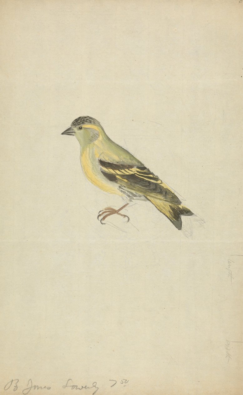 A Finch (Siskin?) by James Sowerby