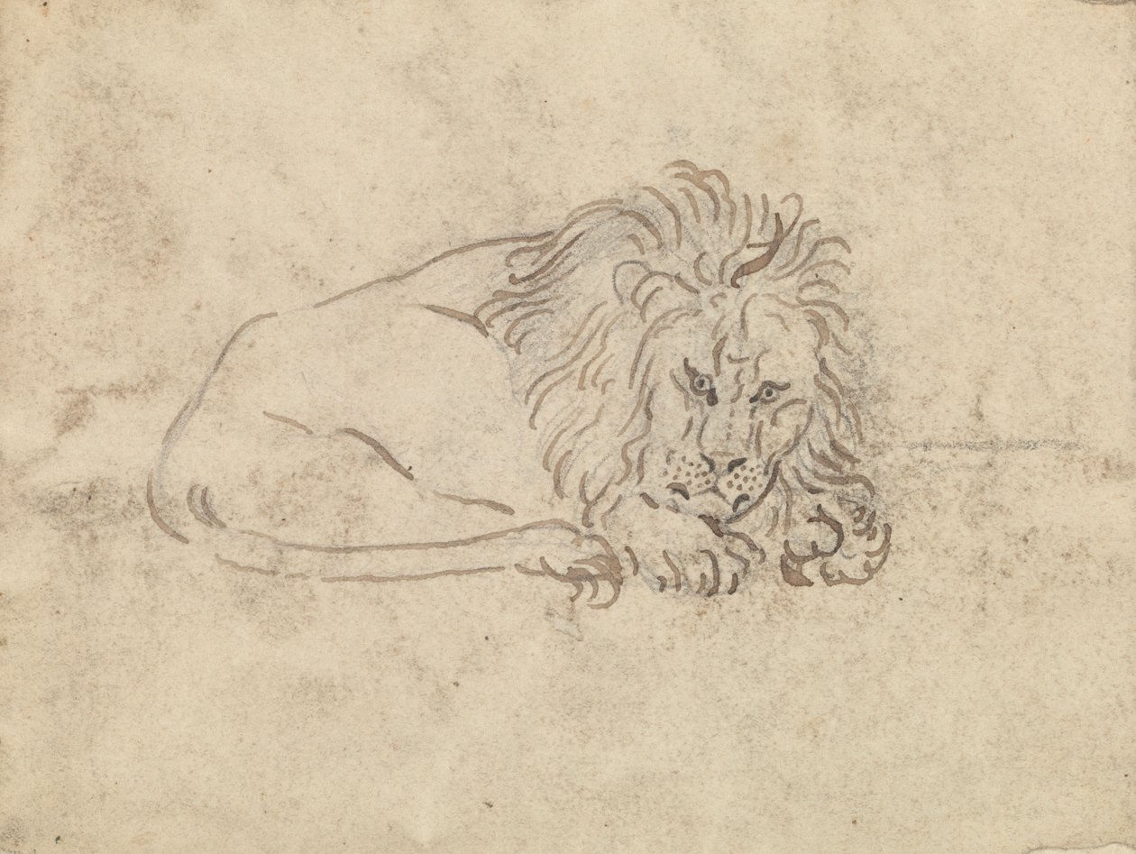 A Lion by James Sowerby