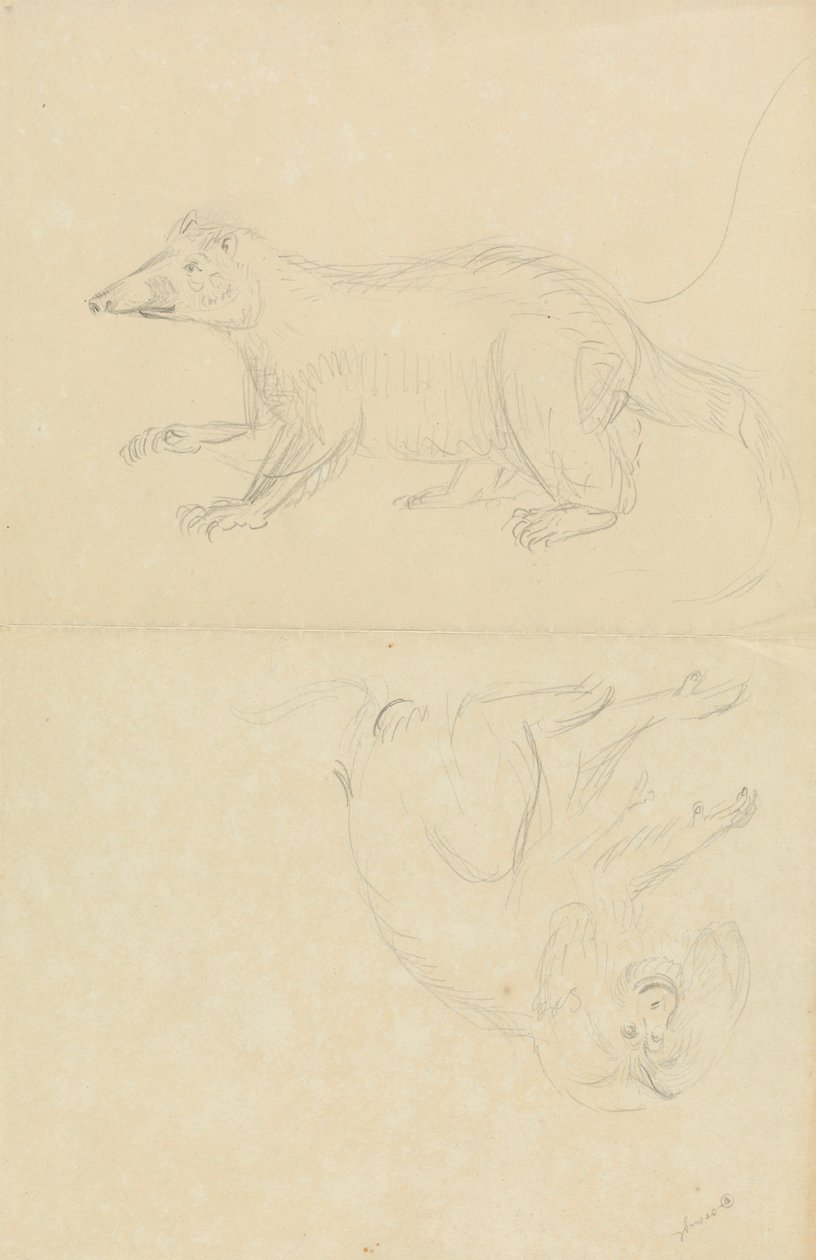 A Mammal (coatimundi?) and a Primate (Marmoset?). A Coatimundi and a Lion-Headed Marmoset by James Sowerby