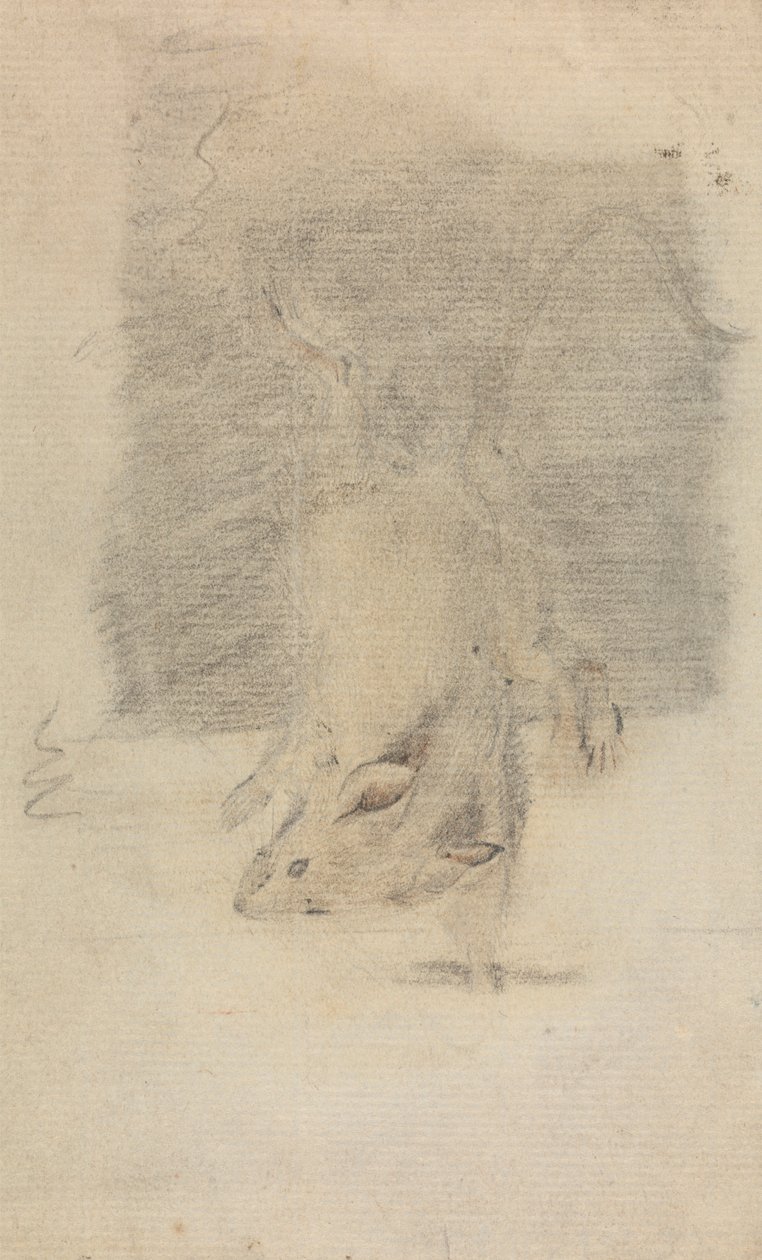 A Mouse by James Sowerby