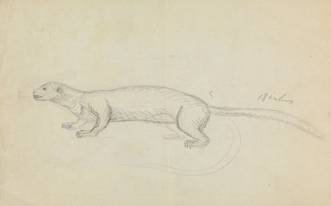 A Weasel by James Sowerby