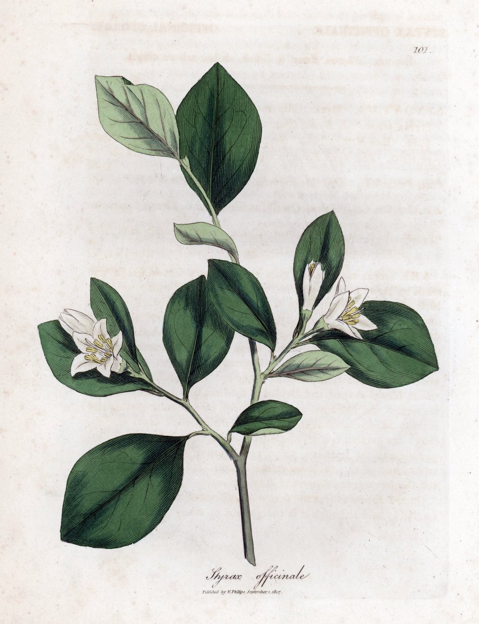 Aliboufier - Storax, Styrax officinalis by James Sowerby