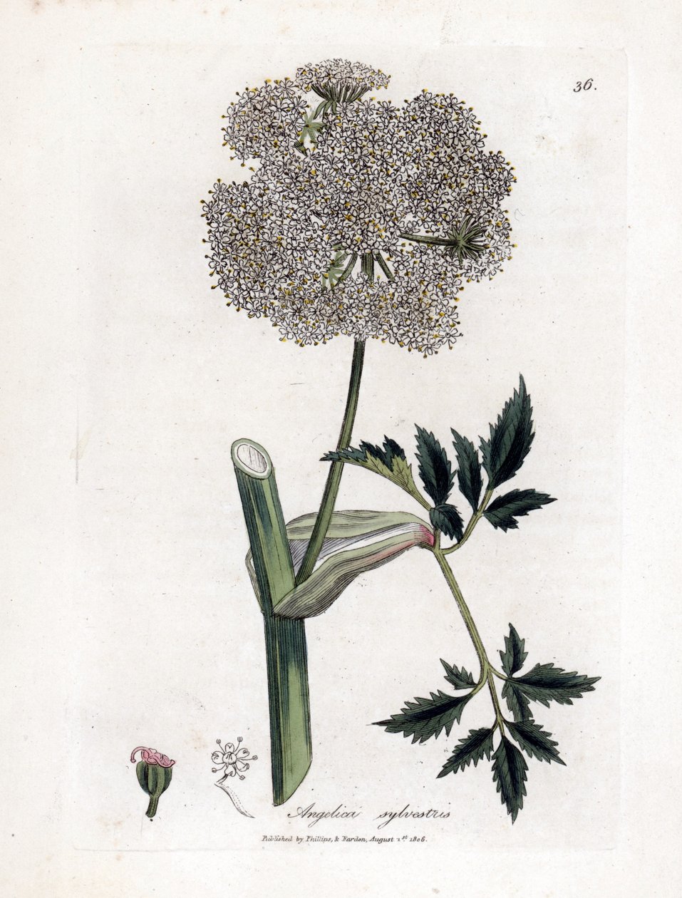 Angelique des bois ou sylvestris - Wild angelica, Angelica sylvestris by James Sowerby
