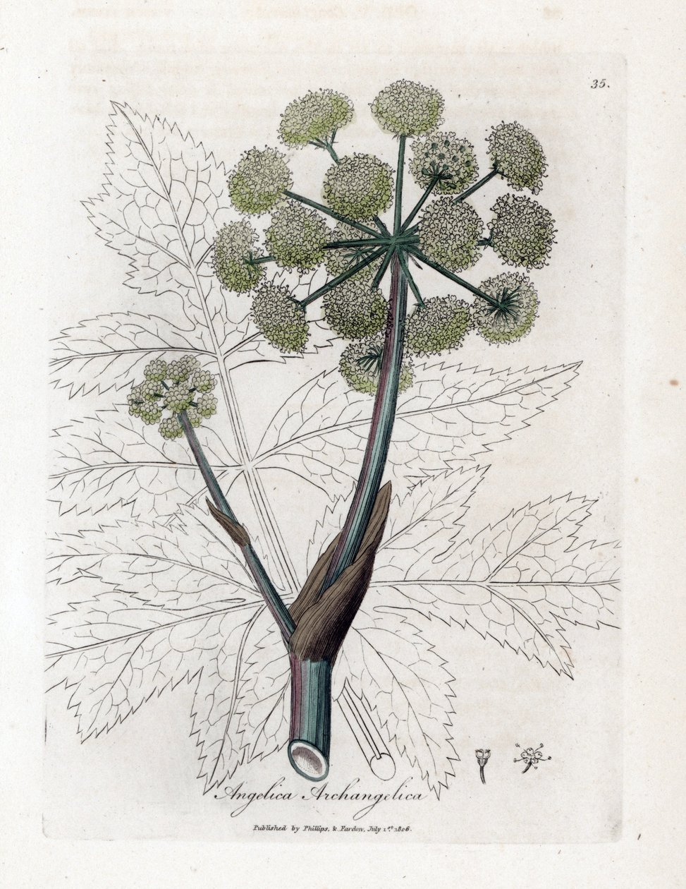Angelique true or officinal or archangelique - Garden angelica, Angelica archangelica by James Sowerby