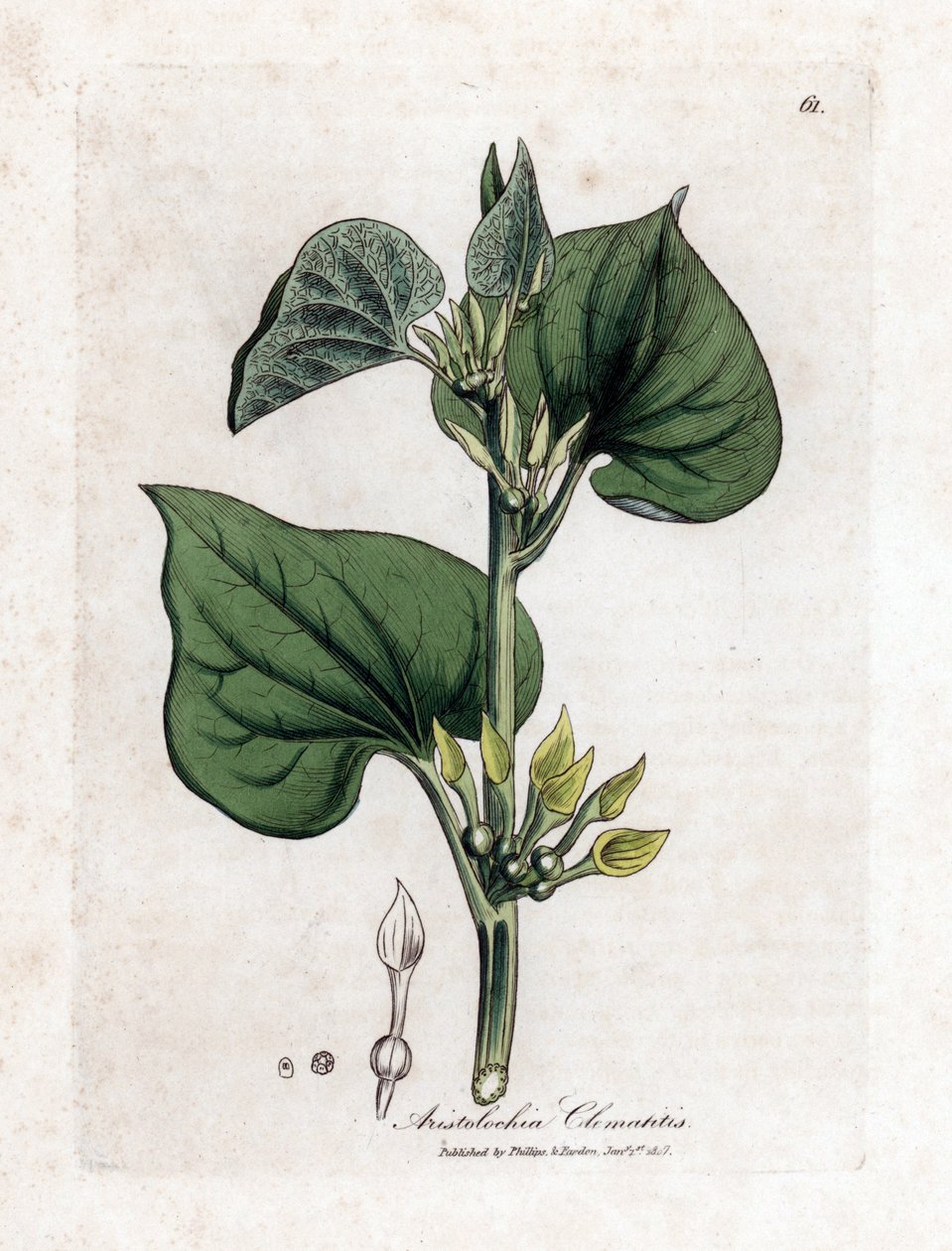 Aristoloche Clematite - Climbing Birthwort, Aristolochia Clematitis by James Sowerby