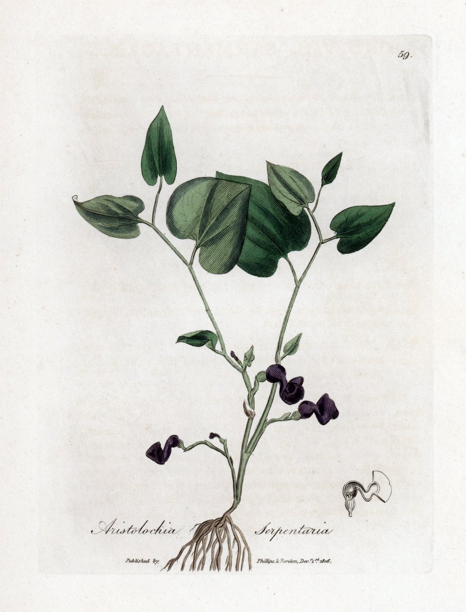 Aristoloche variete - Snake-root birthwort, Aristolochia serpentaria by James Sowerby