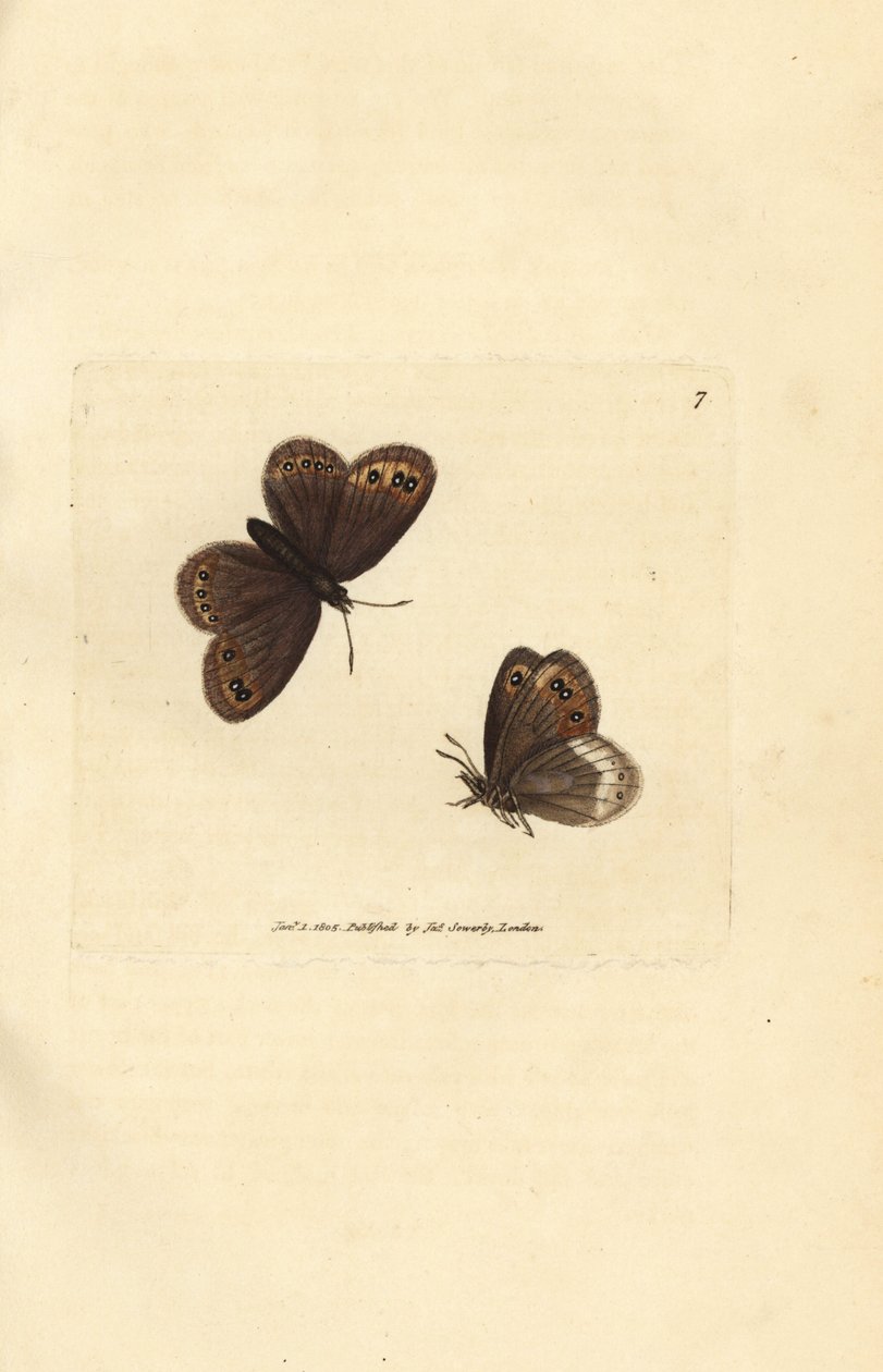 Arran Brown, Erebia ligea by James Sowerby
