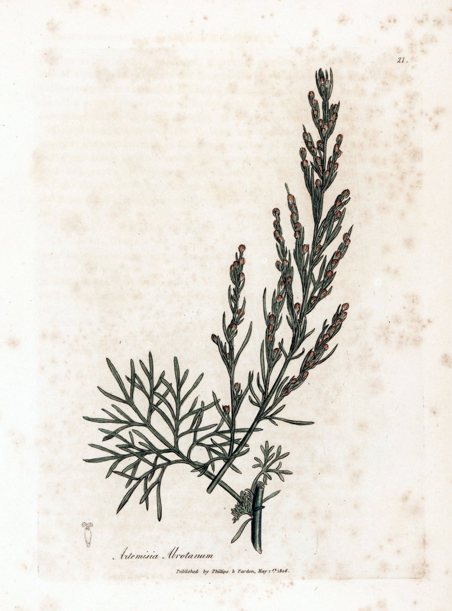 Aurone or Lemongrass or Sagebrush Lemongrass - Southernwood, Artemisia abrotanum. Handcoloured Copperplate Engraving from a Botanical Illustration by James Sowerby from William Woodville and Sir William Jackson Hooker