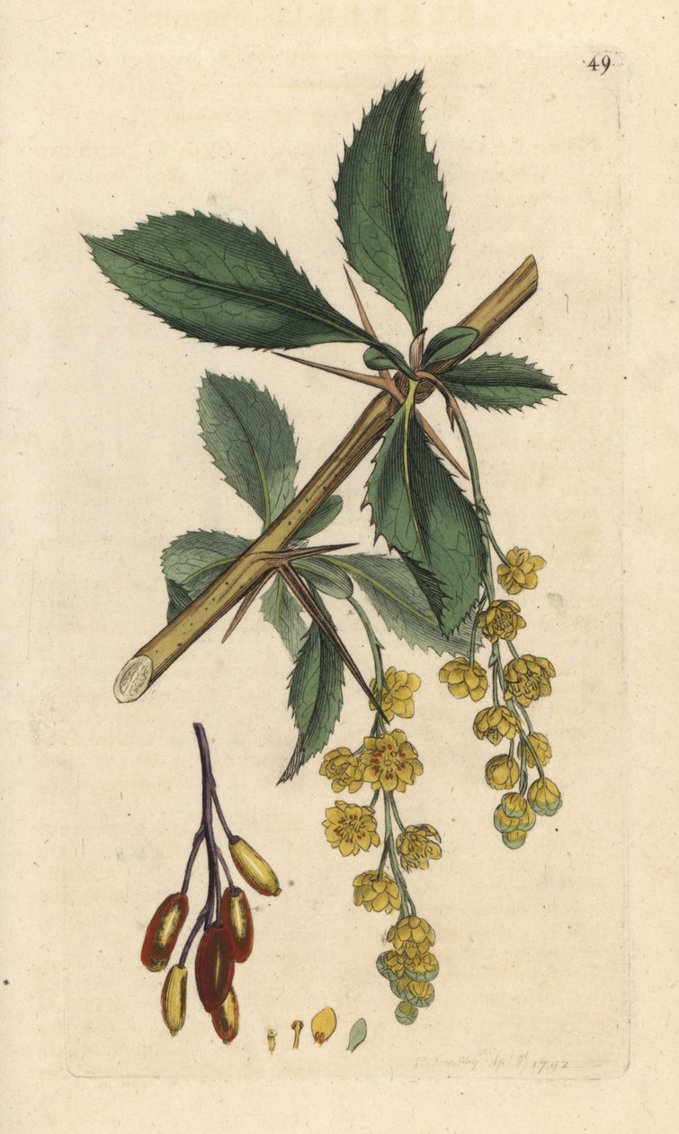 Barberry, Berberis vulgaris (Vinettier or Spine-barberry) Handcoloured Copperplate Engraving after an Illustration by James Sowerby from James Smith