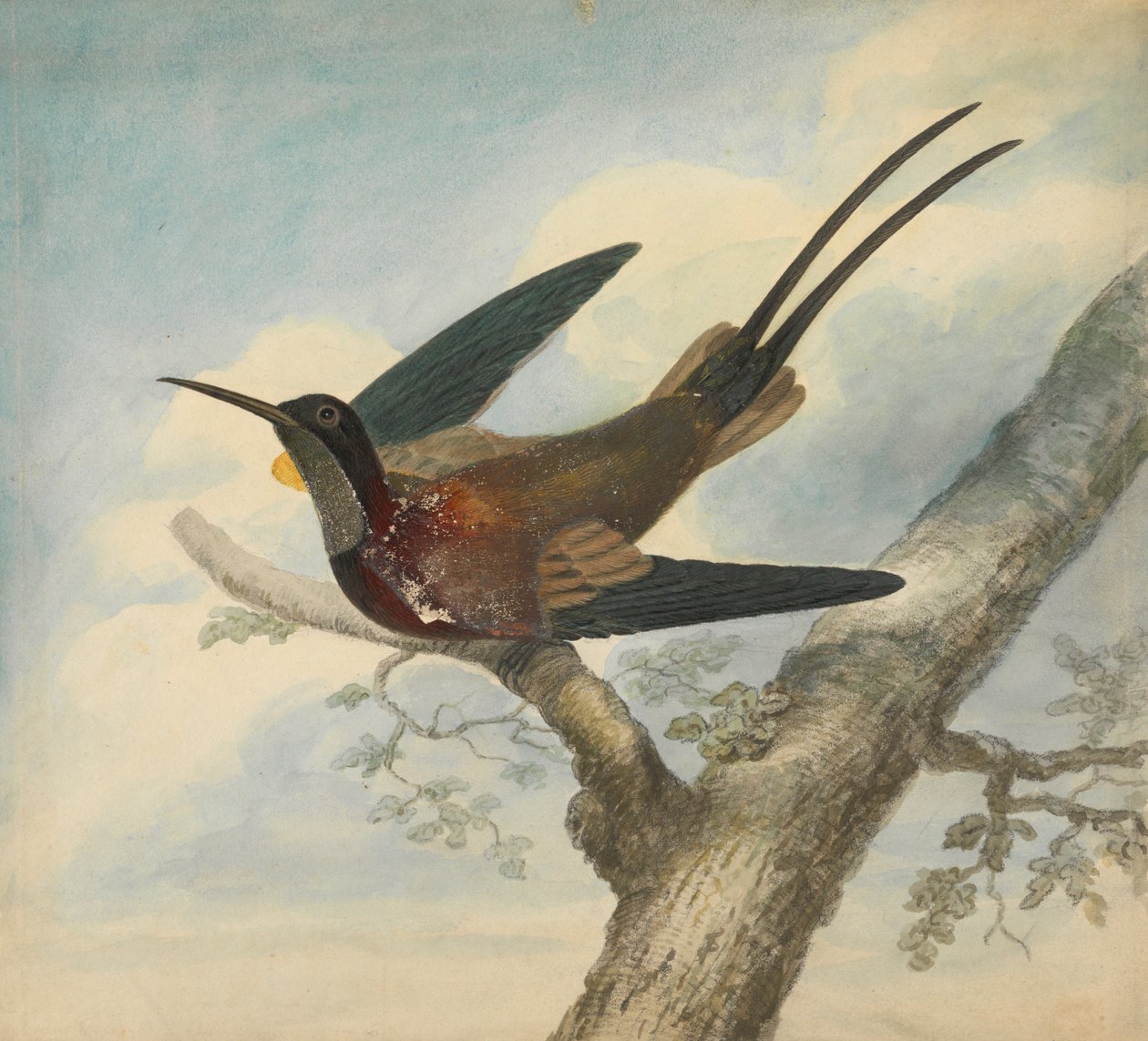 Bird of Paradise and Verso: Sketch of a Flower by James Sowerby