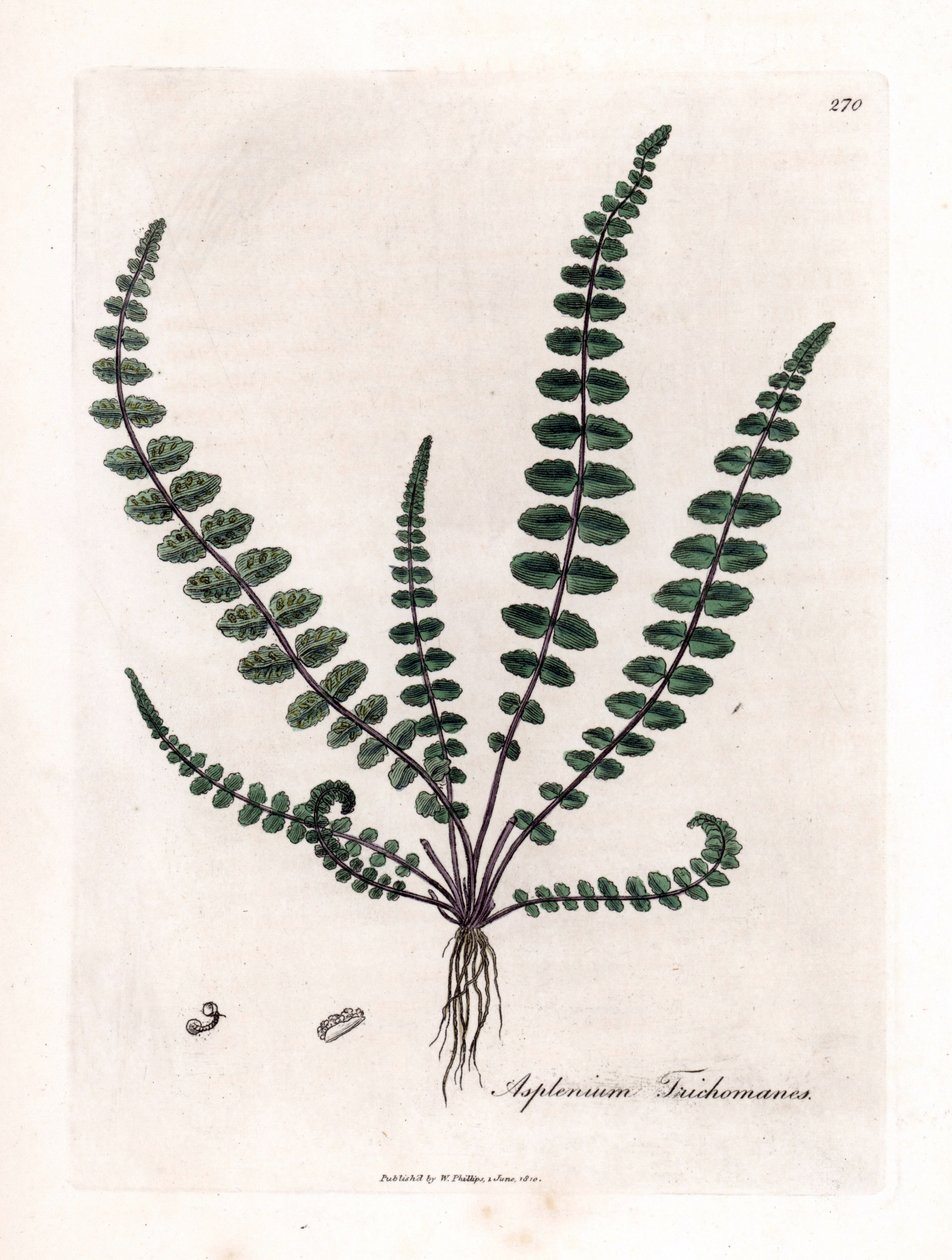 Common maidenhair fern, Asplenium trichomanes by James Sowerby