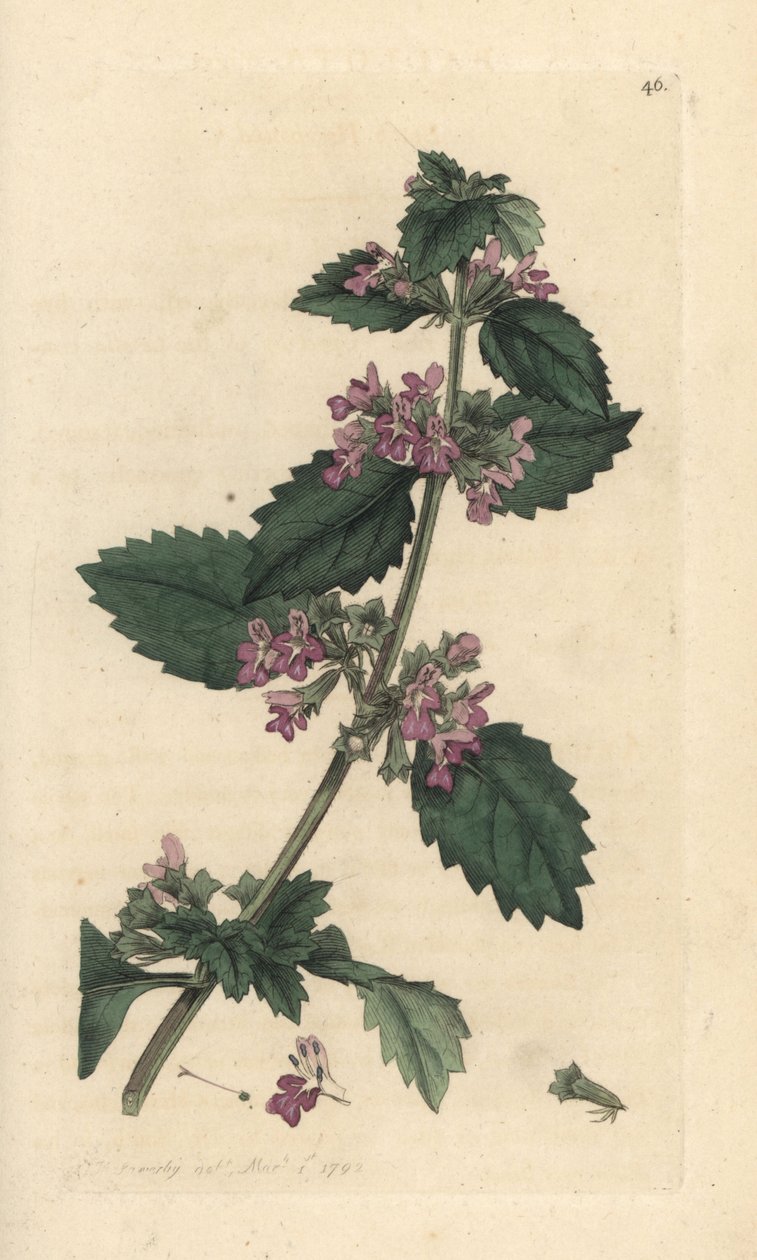 Black Horehound, Ballota nigra by James Sowerby