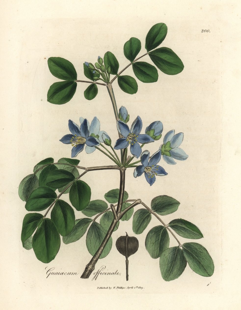 Blue Flowered Guaiacum Officinale by James Sowerby