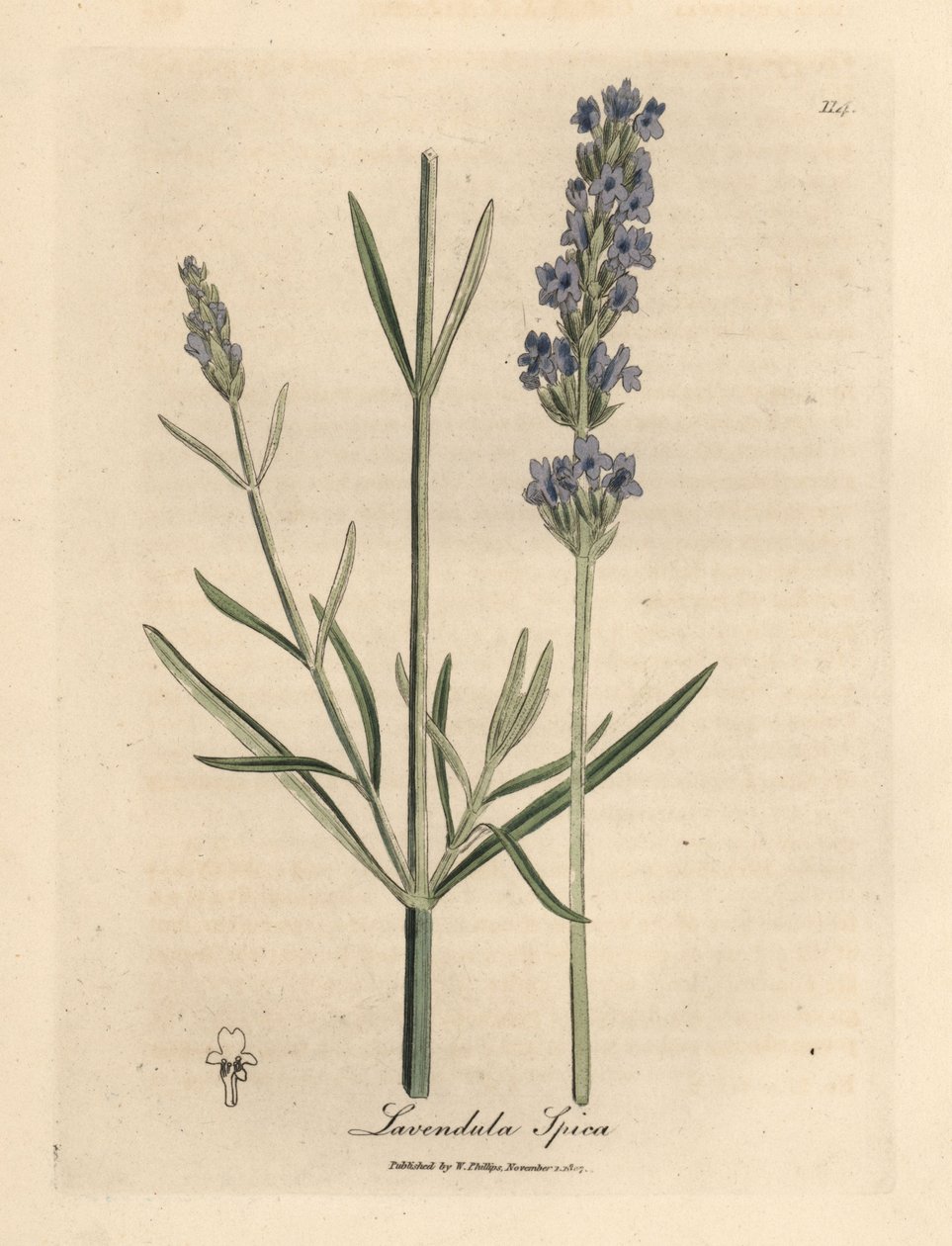Blue Flowered Lavender, Lavandula spica by James Sowerby