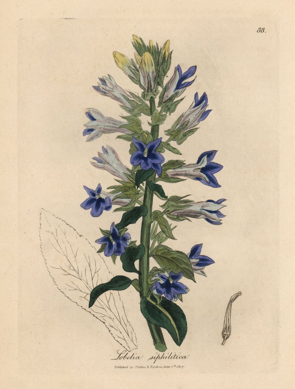 Blue flowered lobelia or cardinal flower, Lobelia siphilitica by James Sowerby