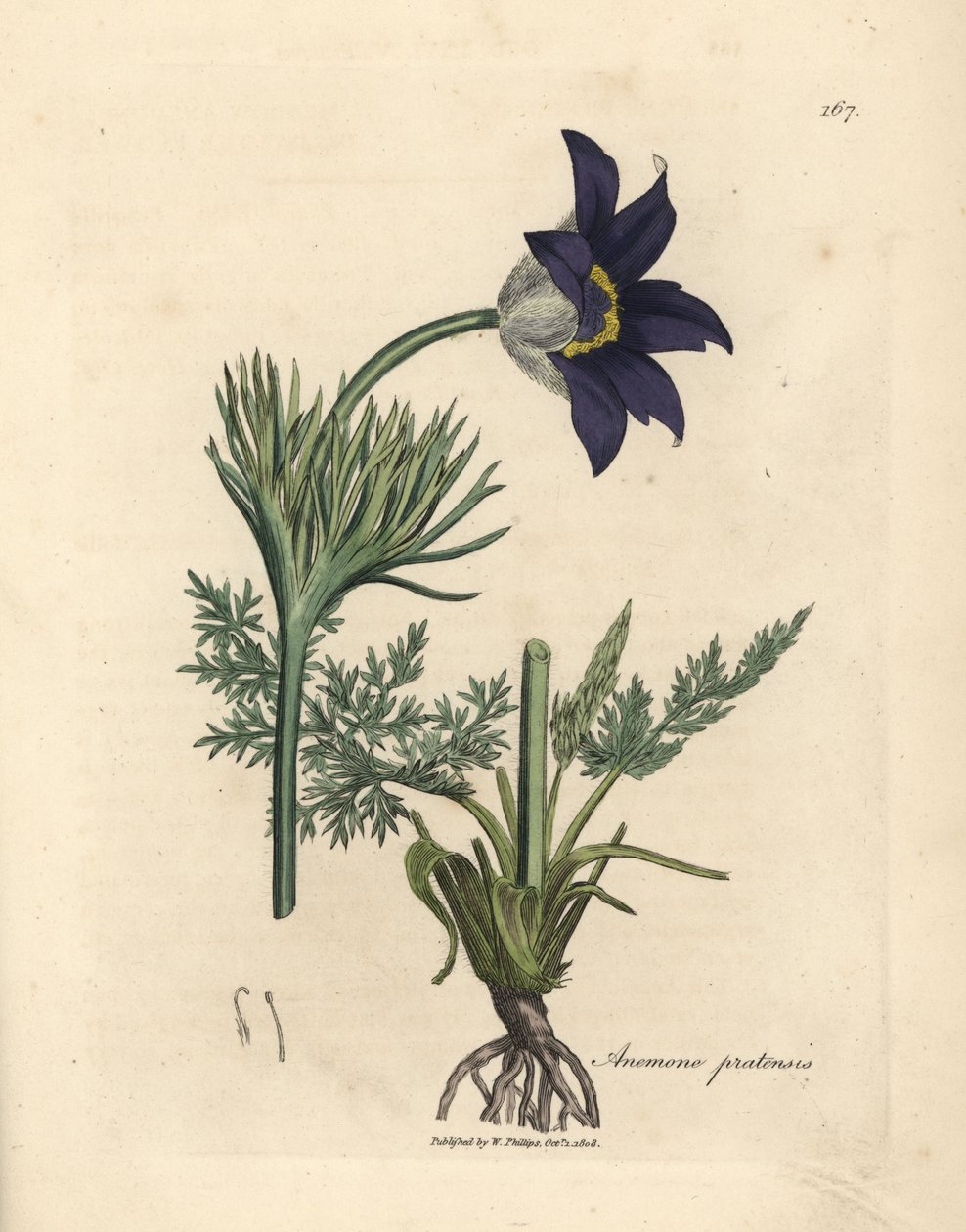 Blue flowered meadow anemone or pasque flower, Anemone pratensis by James Sowerby