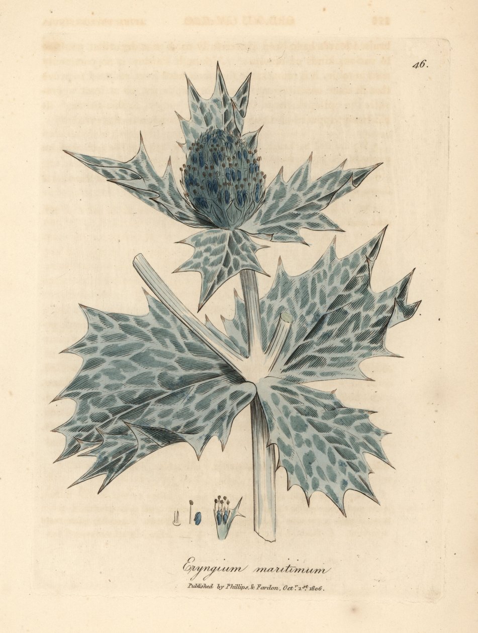 Blue flowered sea holly or eryngo, Eryngium maritinum by James Sowerby
