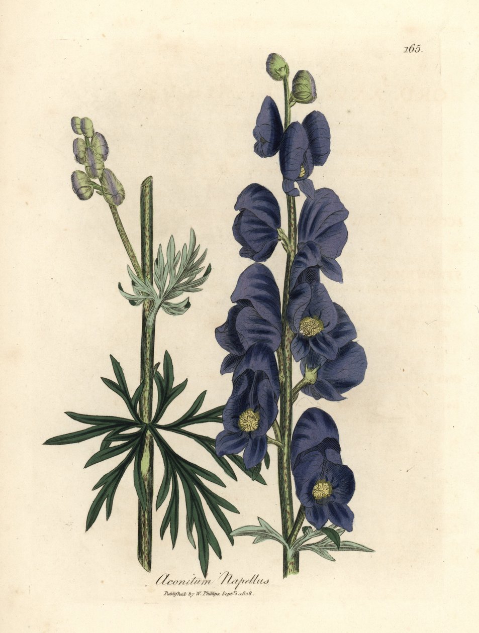 Blue flowered wolf