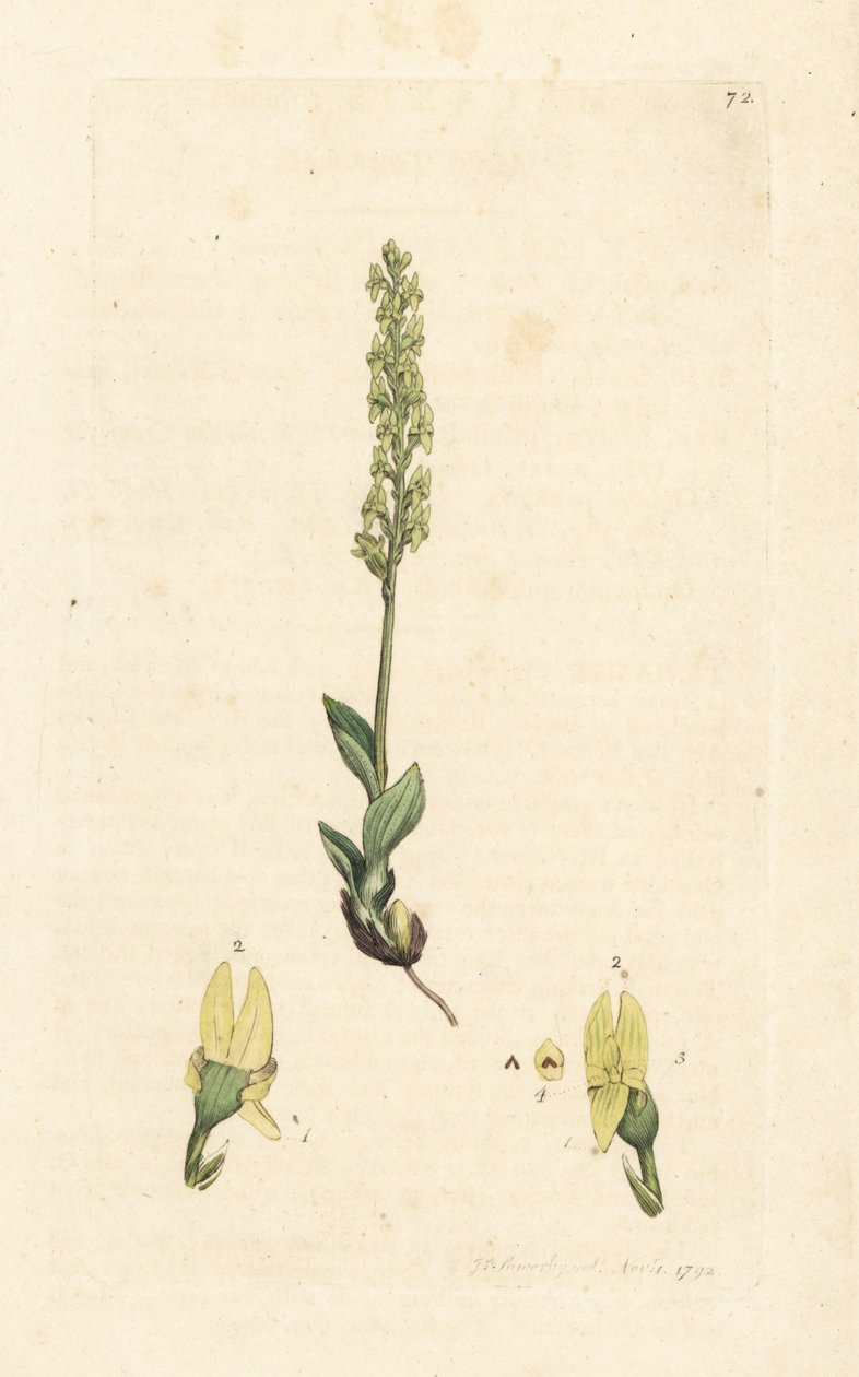 Bog Orchid, Hammarbya paludosa (Marsh Tway-blade, Malaxis paludosa). Handcoloured Copperplate Engraving after an Illustration by James Sowerby from James Smith