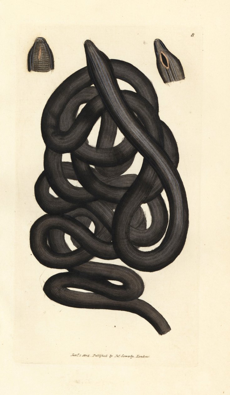 Bootlace worm, Lineus longissimus by James Sowerby