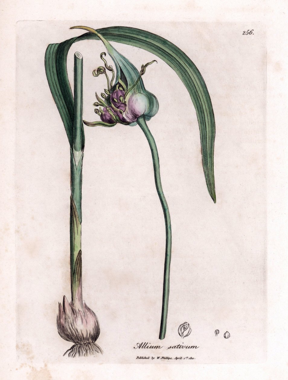 Botanical Board: Cultivating Garlic, Allium sativum by James Sowerby