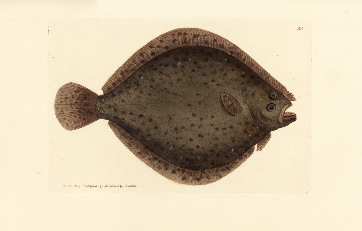 Brill or kite fish, Scophthalmus rhombus (Pleuronectes rhombus) by James Sowerby