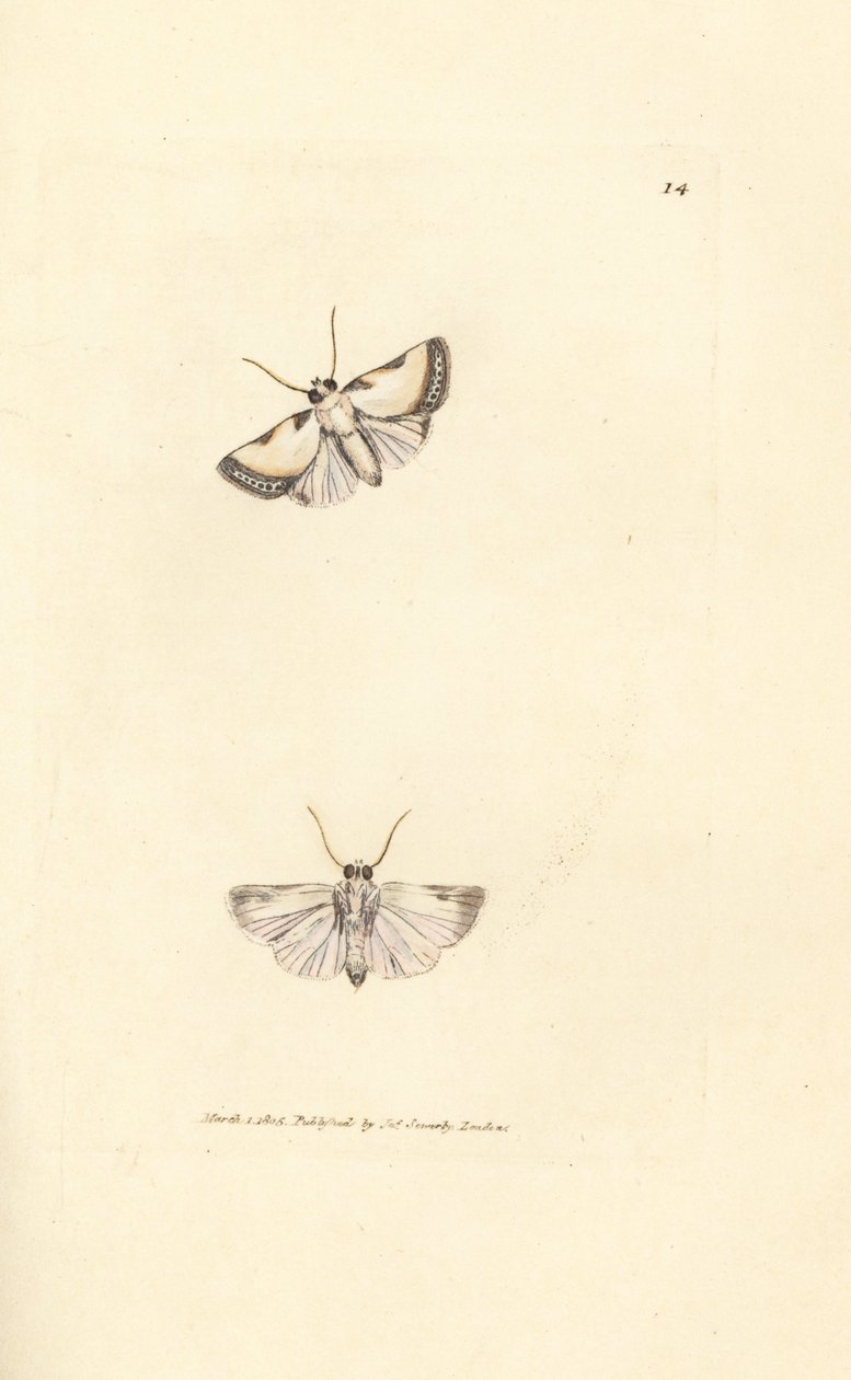 Brixton Beauty, Acontia nitidula (Phalaena catena) by James Sowerby